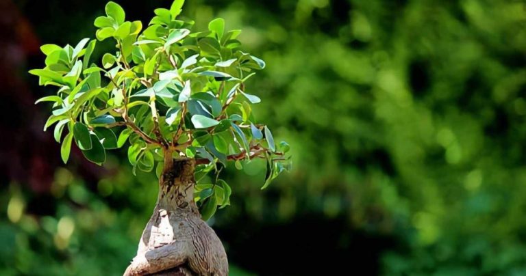 Ficus Bonsai 950x500