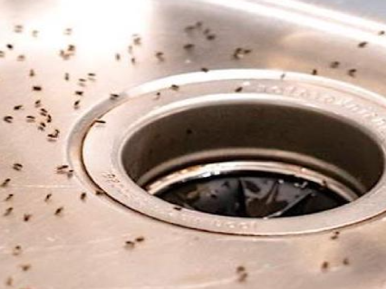 7 Astuces Naturelles Pour Se Debarrasser Des Moucherons Dans La Cuisine 760x570 1 2