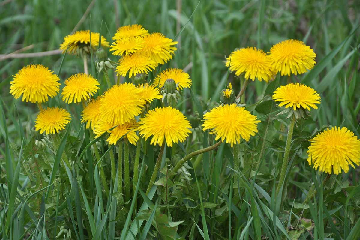 Dandelion Tea Fertilzer Feature 1