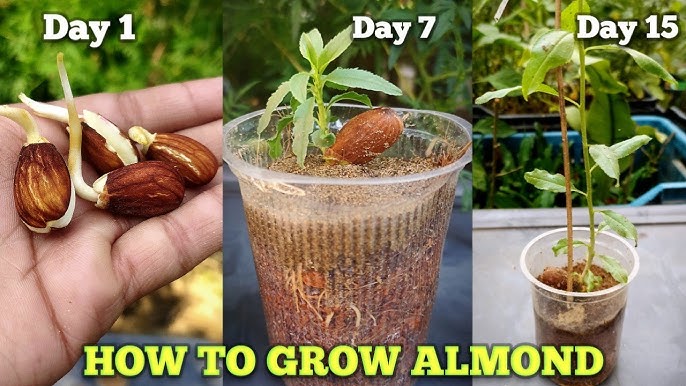 Do You Know How To Grow Almond Trees From Seeds At Home 🤫