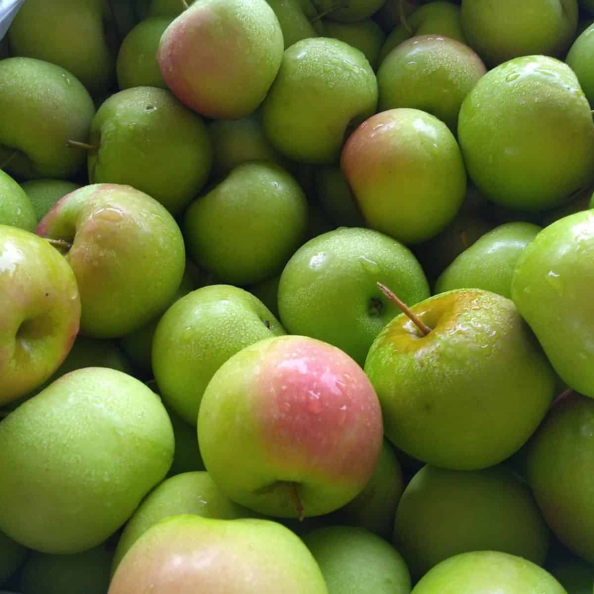 Shamrock Apples Up Close Square 1