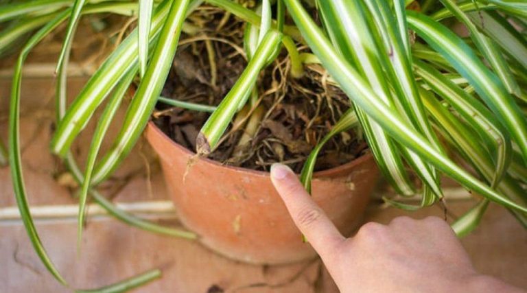 Si Vous Avez Lune De Ces Plantes Dans Votre Maison