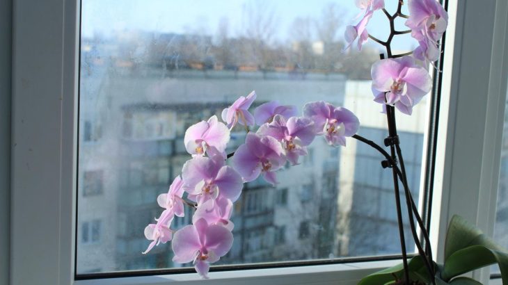Orchidej Ruz Okno Velka 730x410 1 1