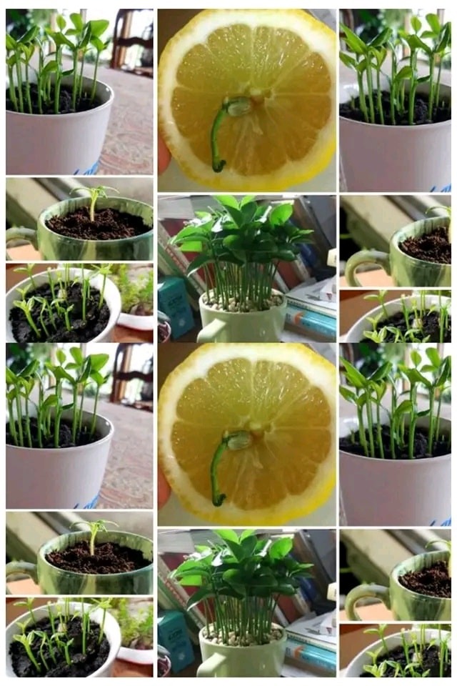 398637295 365840702641469 5760644348609389098 N