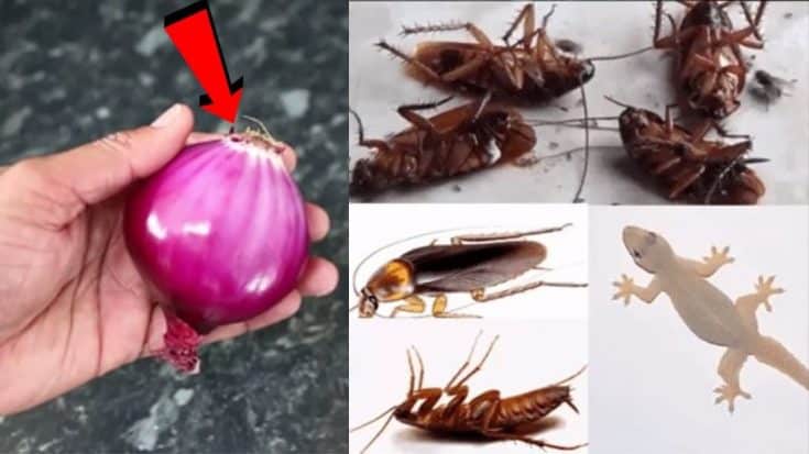 4 P20 How To Kill Cockroaches And Lizards Within 5 Minutes 735x413 1