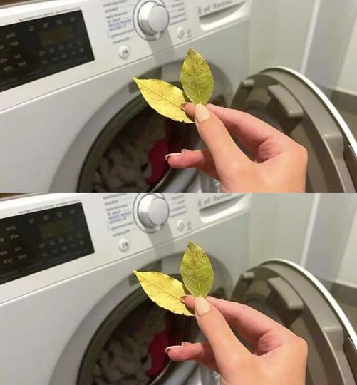 447484964 437726939210463 6998630500496819423 N