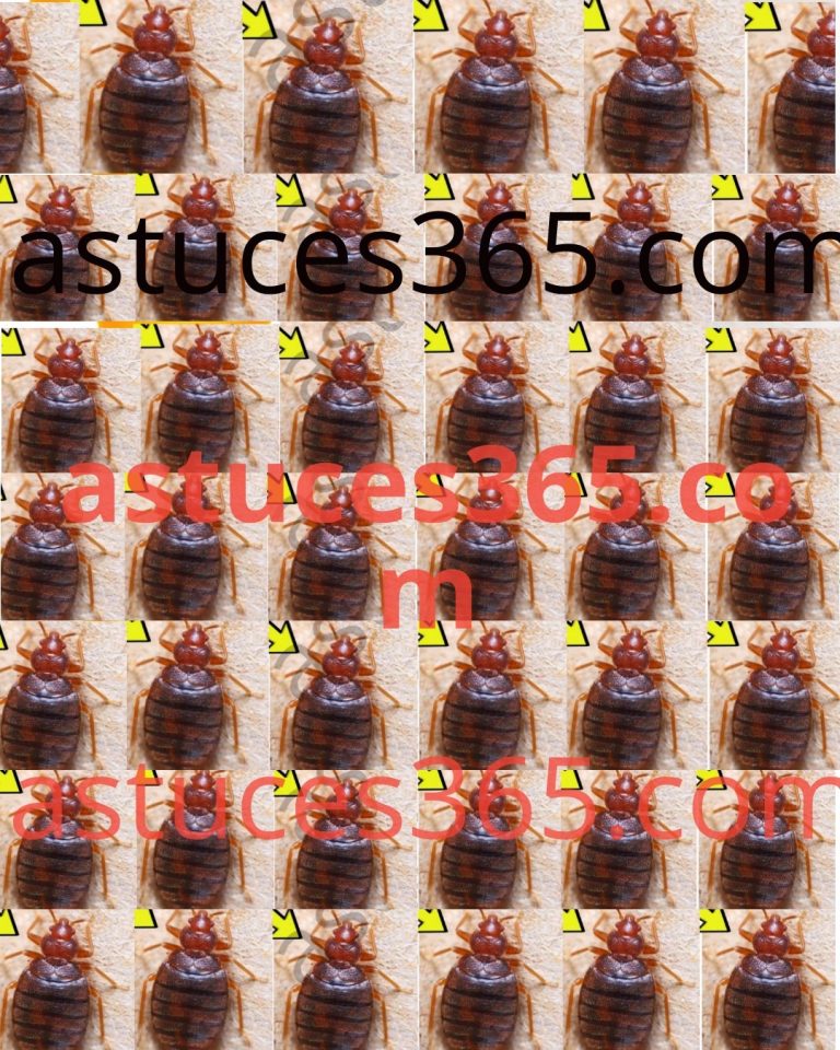 447660365 122125484006272989 4032927808257527582 N