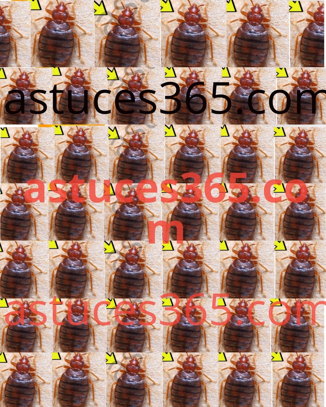 447660365 122125484006272989 4032927808257527582 N