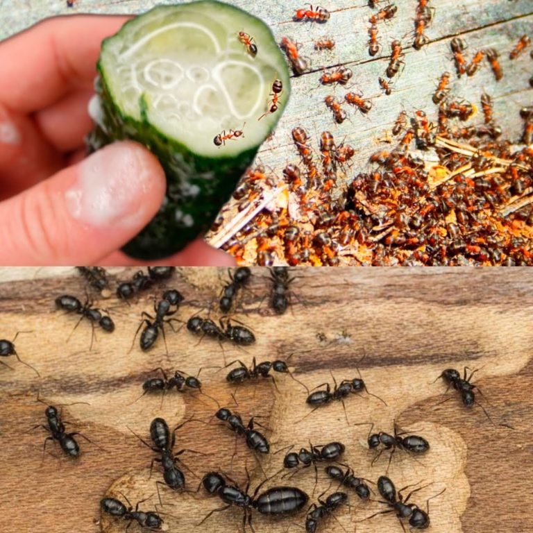 448359723 122112473960334907 7924808550085971204 N