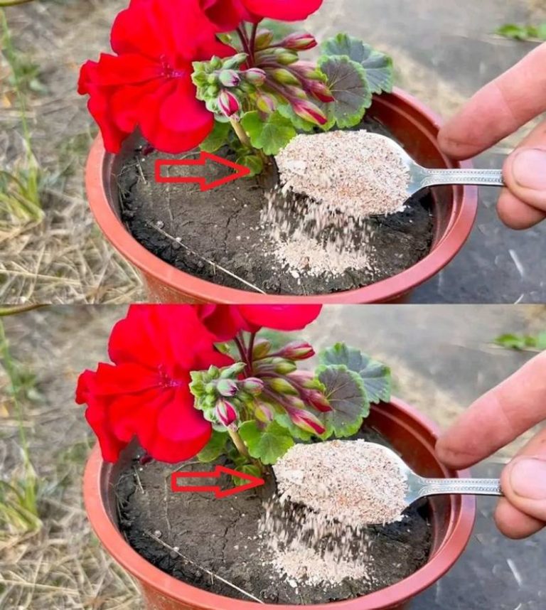 449192714 808150274781487 5136696599529004087 N