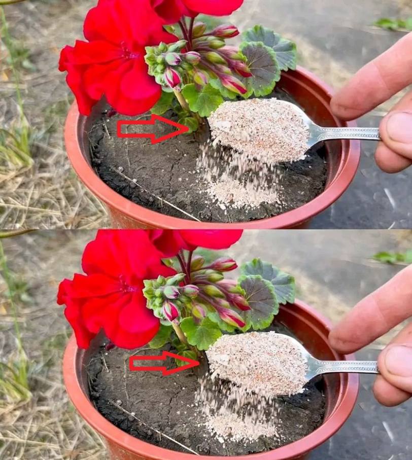 449192714 808150274781487 5136696599529004087 N