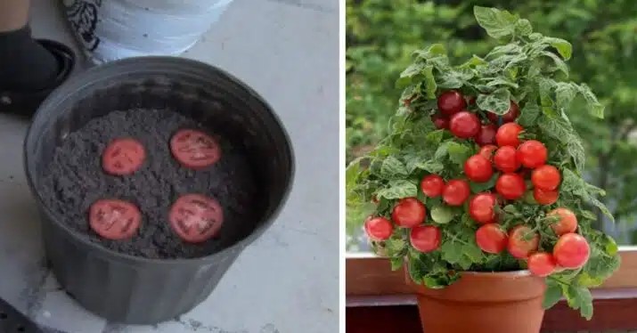 How To Grow An Unlimited Amount Of Tomatoes Using Just 4 Slices