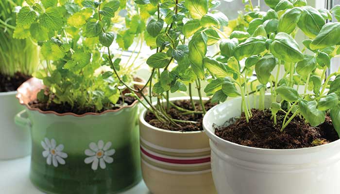 Plant Repellent