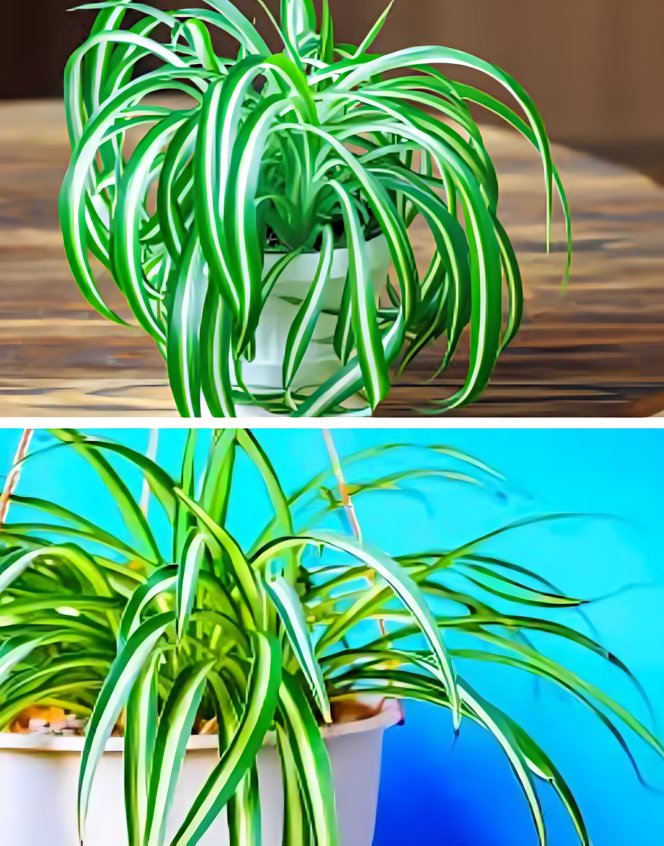 439263740 122177800808024661 5596527262624792613 N