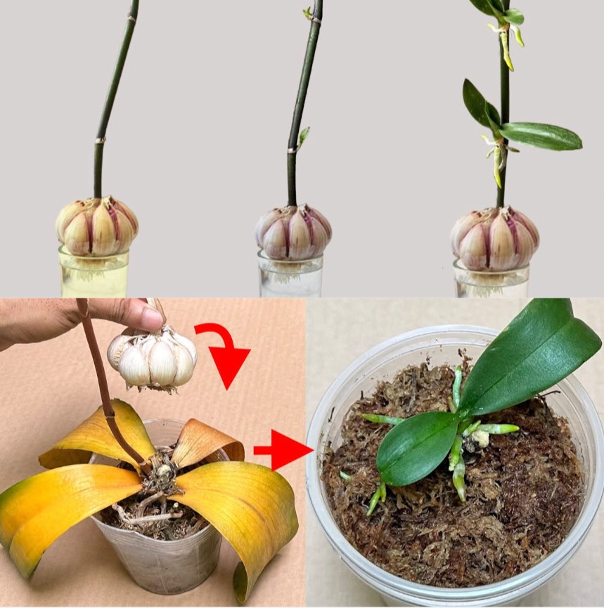 444480038 839605474864591 1065796175620713107 N