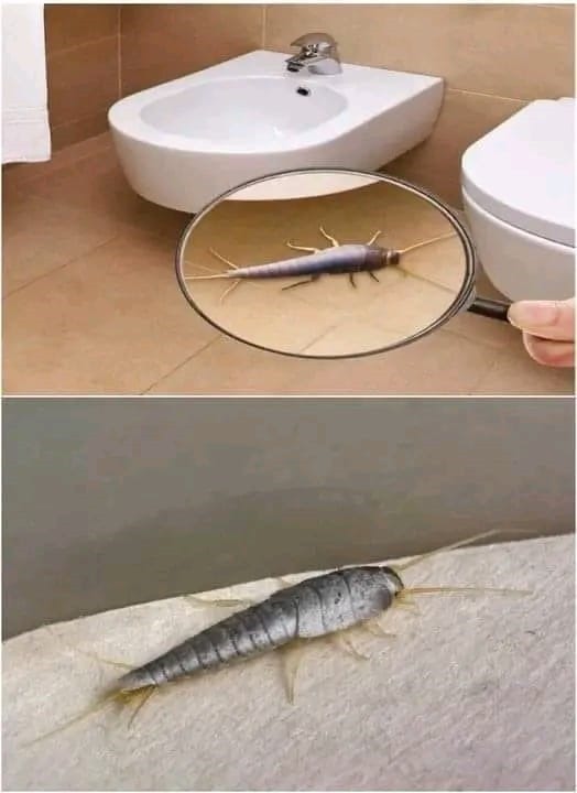 445170050 372606045866599 9012024272711191992 N