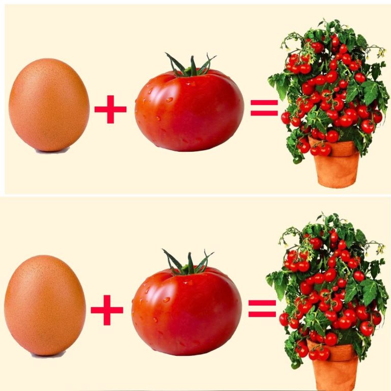 448433139 1011232443906617 2102046428913351542 N