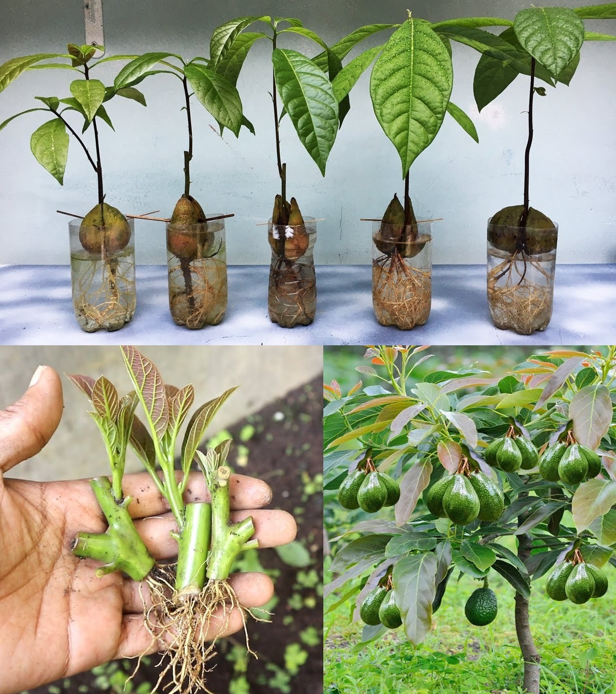 449463339 122159862800193216 3140967186348012940 N