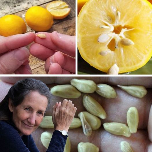 449734533 122156614994224437 6629622452110188911 N