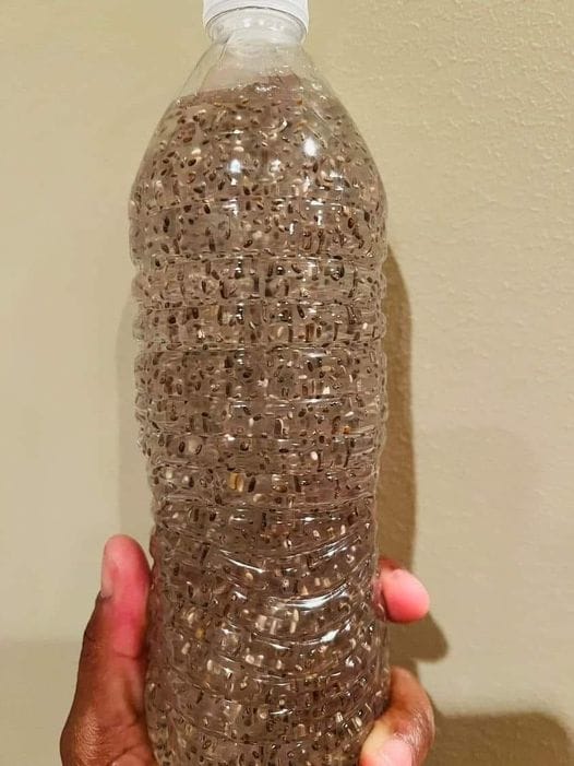 450159587 122162455622191089 1879323389409195750 N