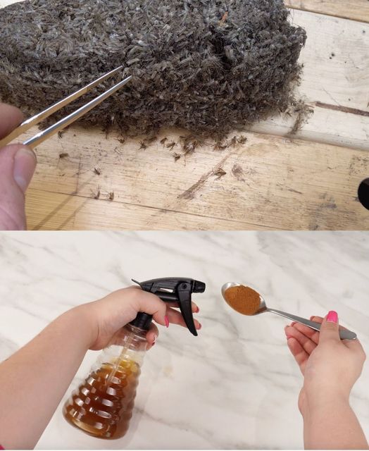 450168395 122157259904127137 125277162244774205 N