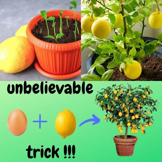 450227536 122162291282115362 5334502157245211587 N