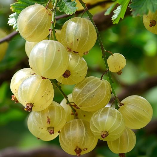 450327372 889699296517912 934480899951707857 N