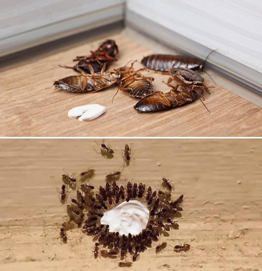 450400748 122157337856127137 7814795093587561026 N