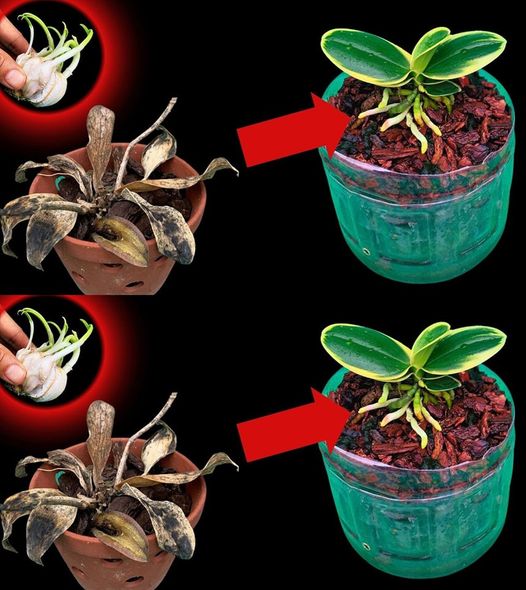 451260607 365810243210183 5781626279632386097 N