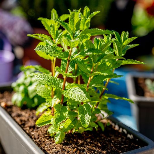 452229604 122130346052304277 429838711943270612 N