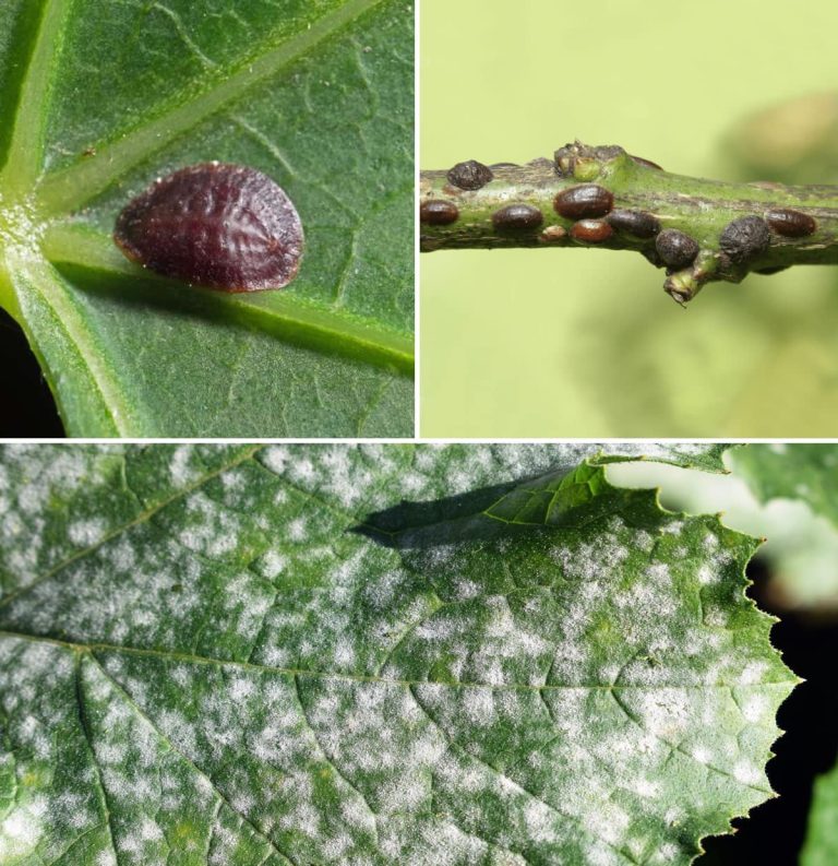 452380538 122159569508127137 614149099303610561 N