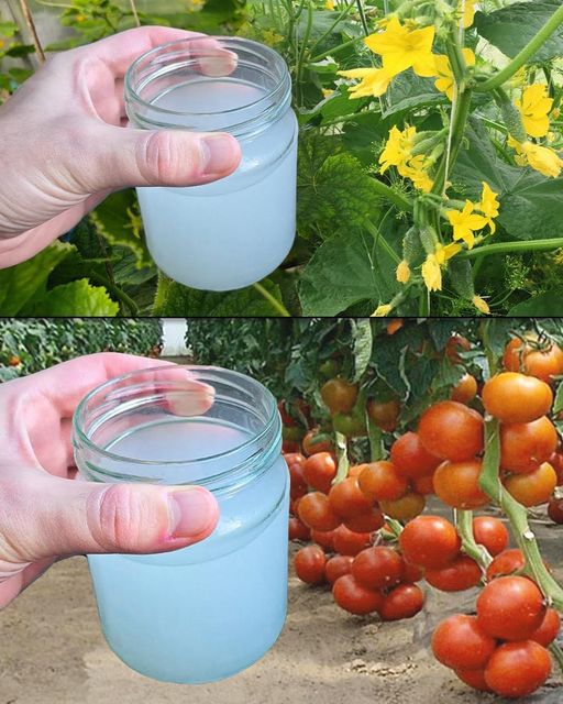 453388547 122162249492224437 4684845421118176310 N