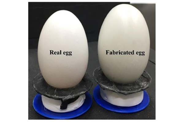 Fake Vs Real Egg 1