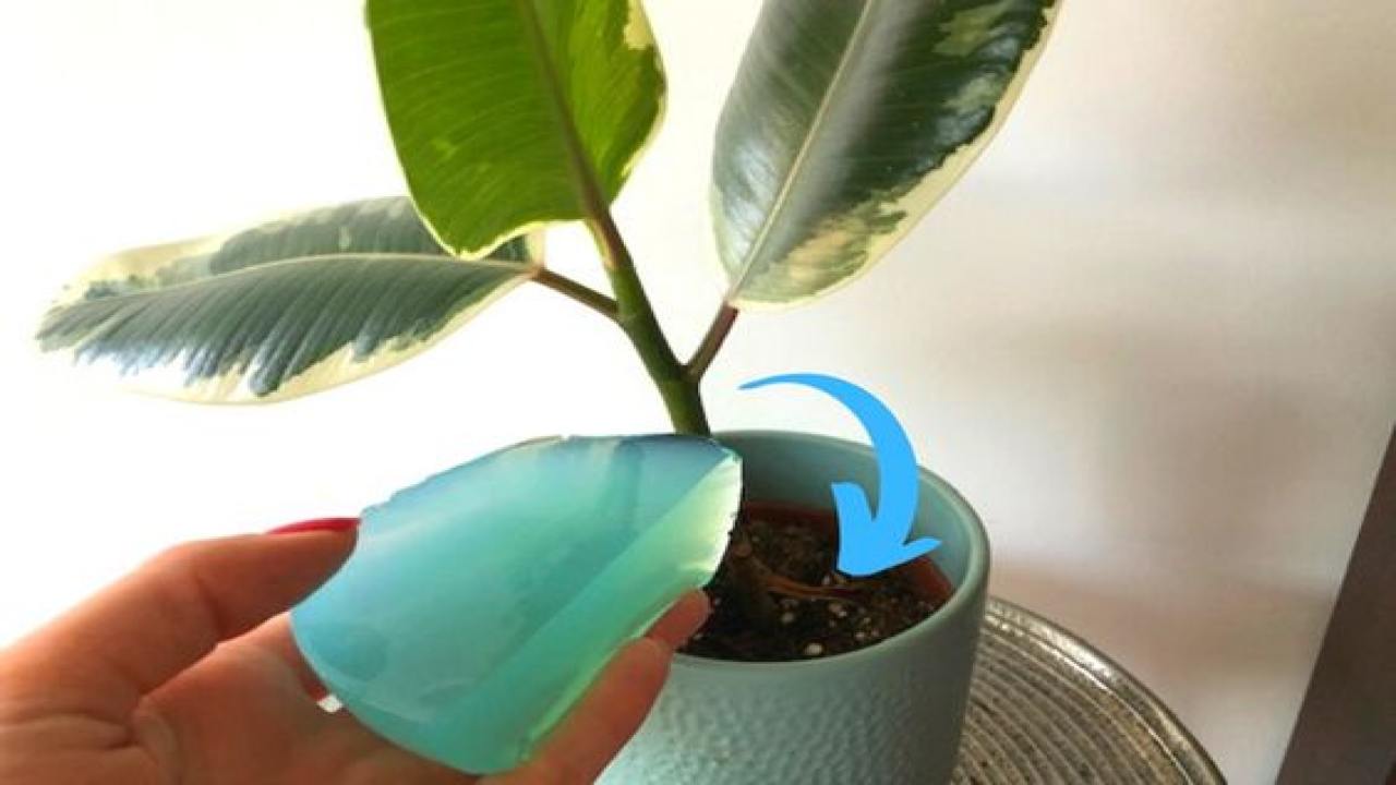 Mettere Elemento Nella Pianta