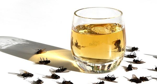 Flies