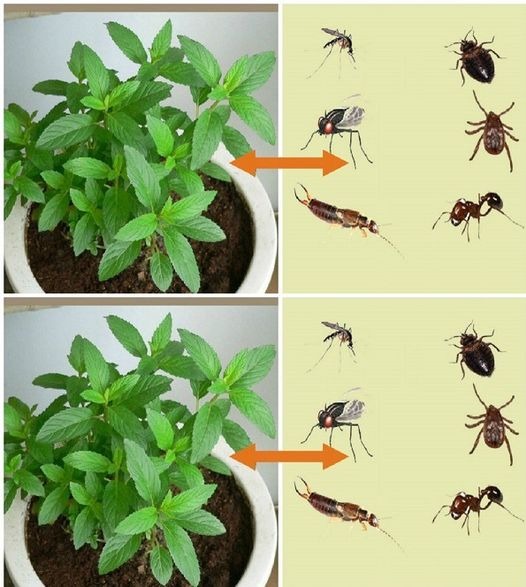 453504628 419259154492955 6504528326164628499 N