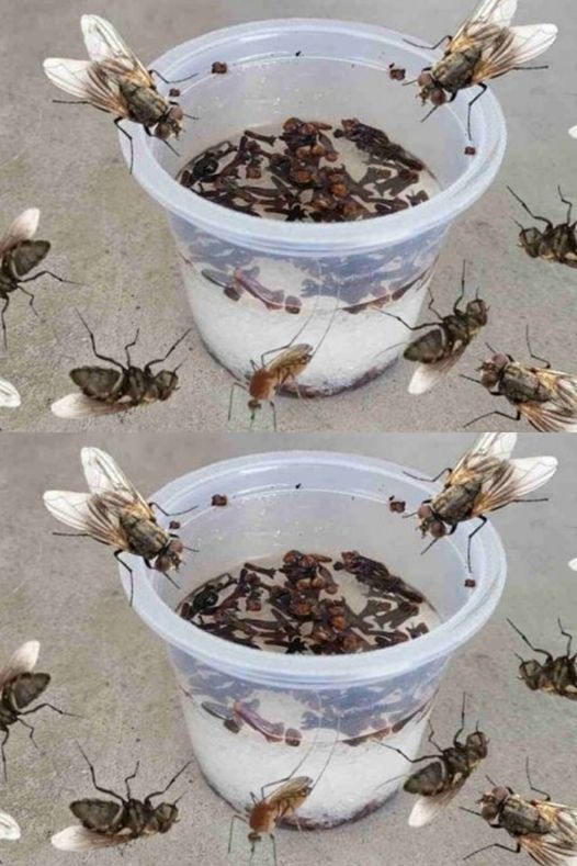 453857912 419675884451282 3998313380943644019 N