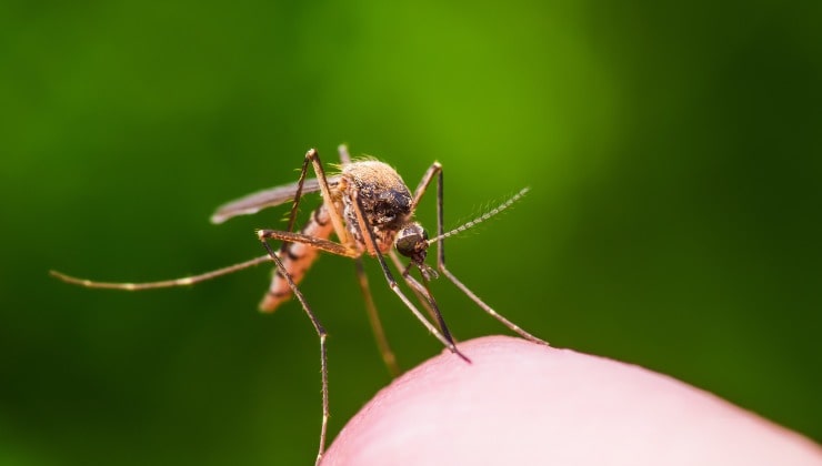 Flies 1