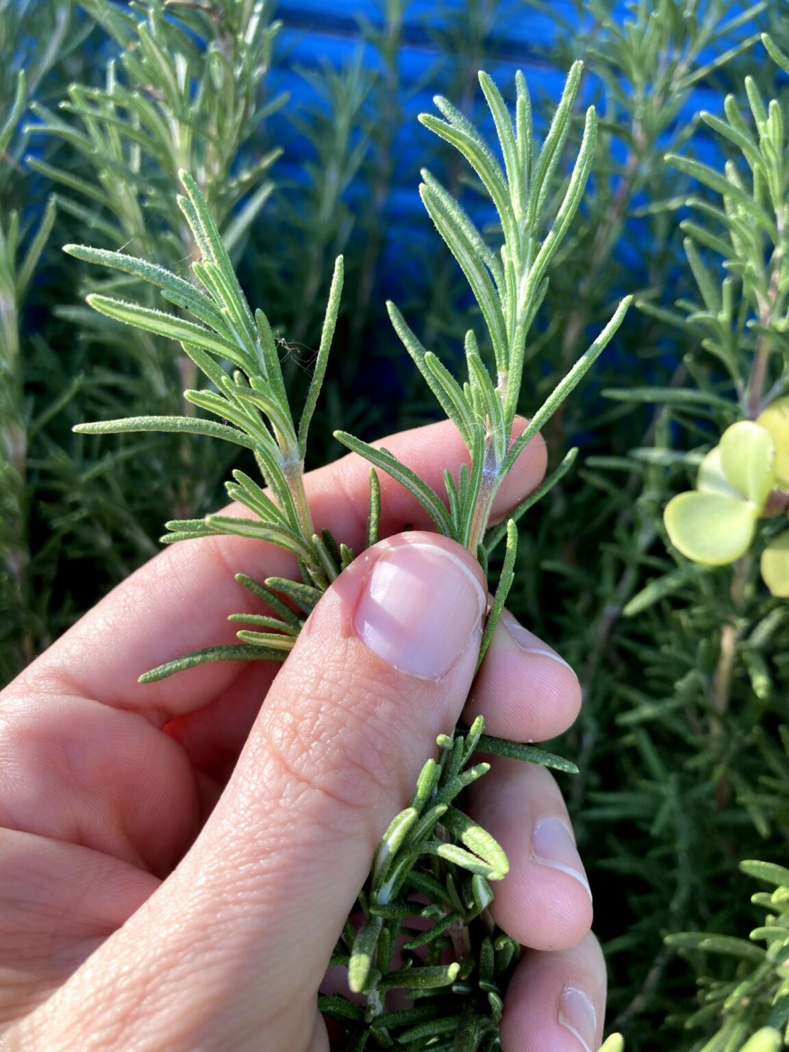 Rosemary Close Up Scaled 1 1152x1536