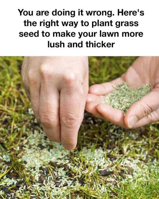 454192009 971745264750052 3796164001364734027 N