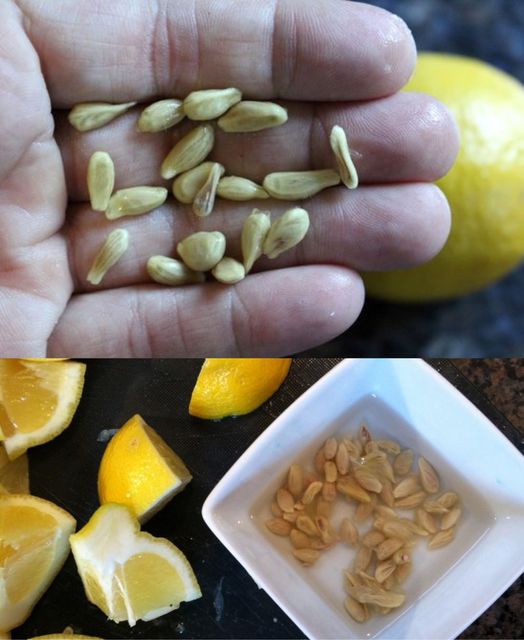 457523202 122210100368031745 6161344846620040770 N