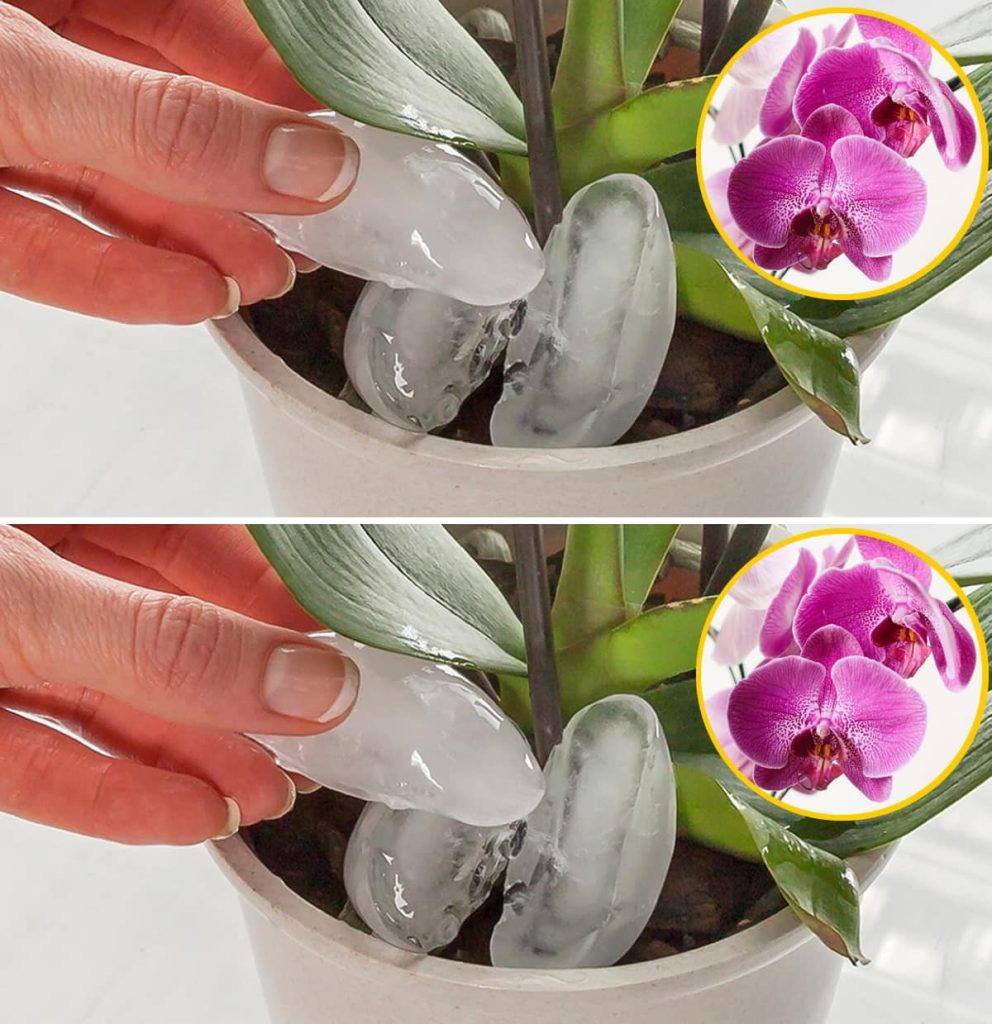 458202465 122170932830158074 5368059626338426264 N