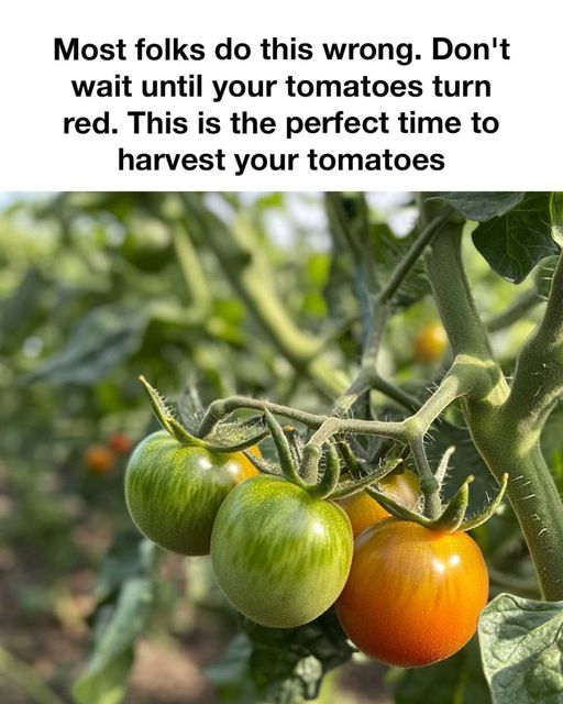 460660218 122175630902175854 8435106327560288382 N