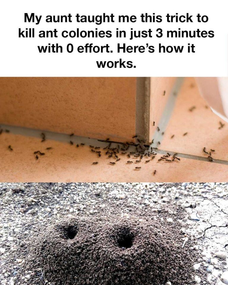 460825294 122099931776543712 5609723534650792368 N