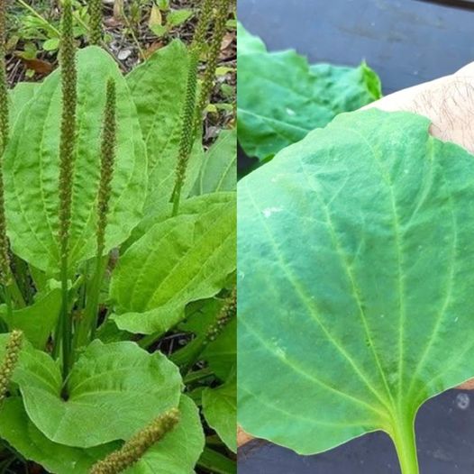 461162486 122179712564224437 894274159166207997 N