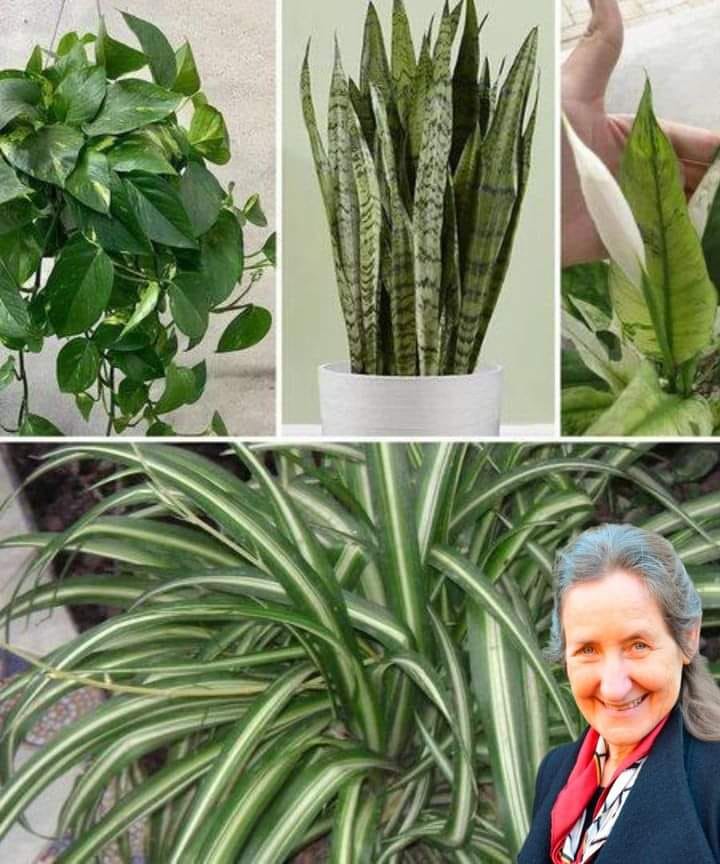 461204160 122147840816069941 5650056835465052048 N