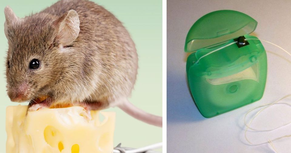 461419405 456711934074284 5894939150675006554 N