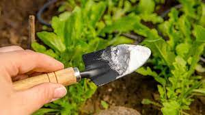 Baking Soda Garden