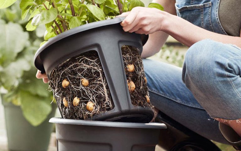 Potato Growing Pot 1 1