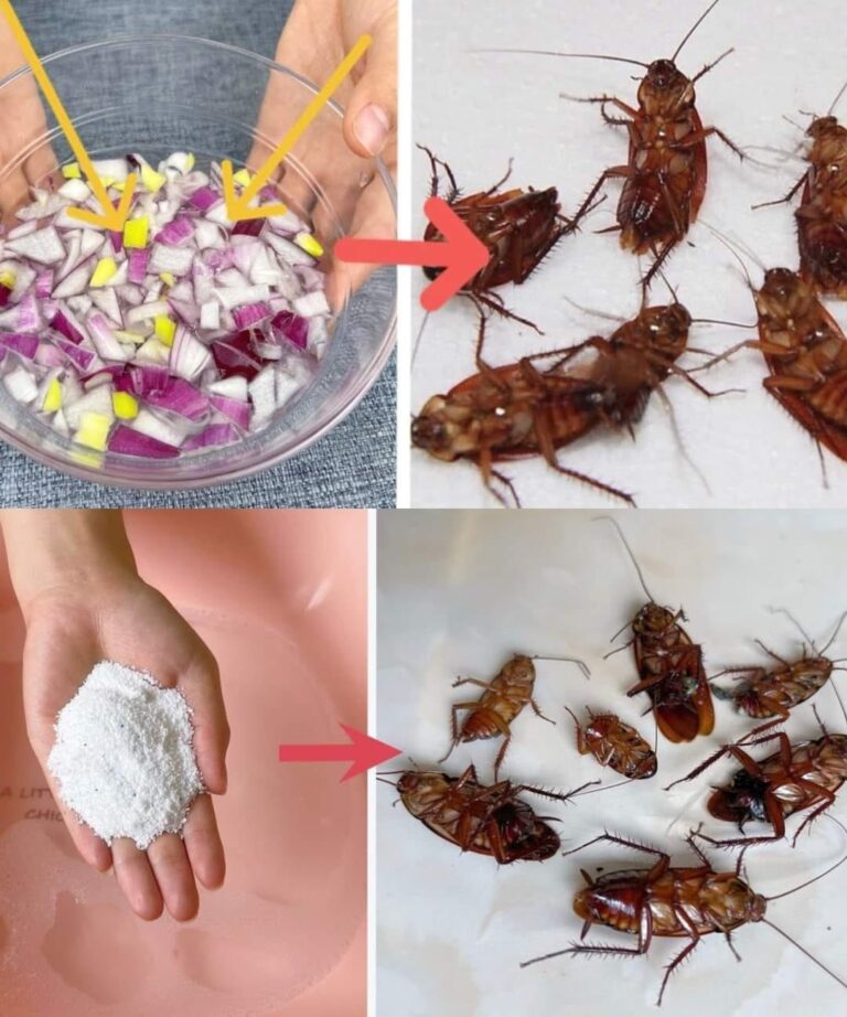 460490928 122172966626090941 6776640719794265875 N